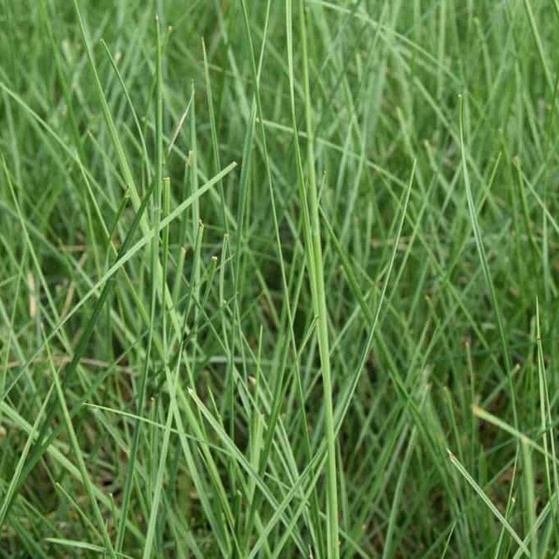 Stipa gigantea ---